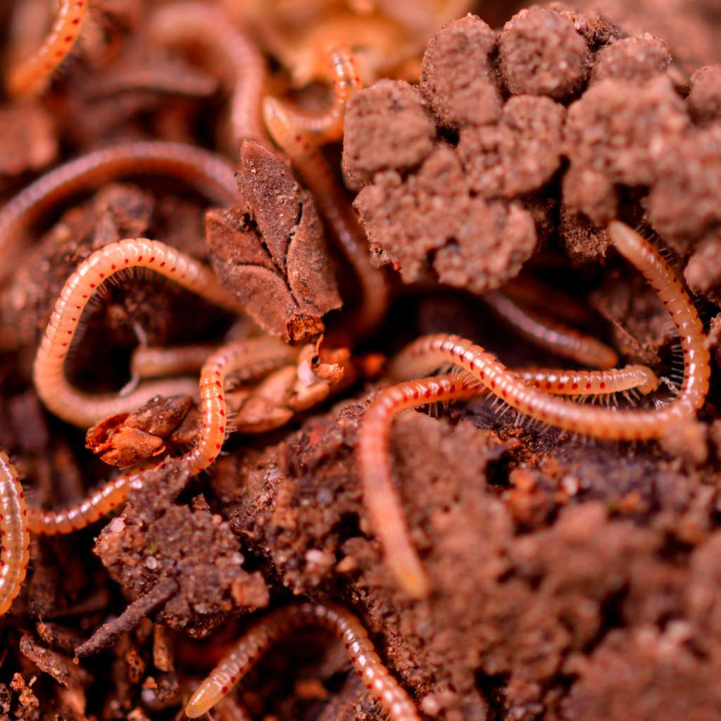 Regenwürmer lockern die landwirtschaftliche Erde auf