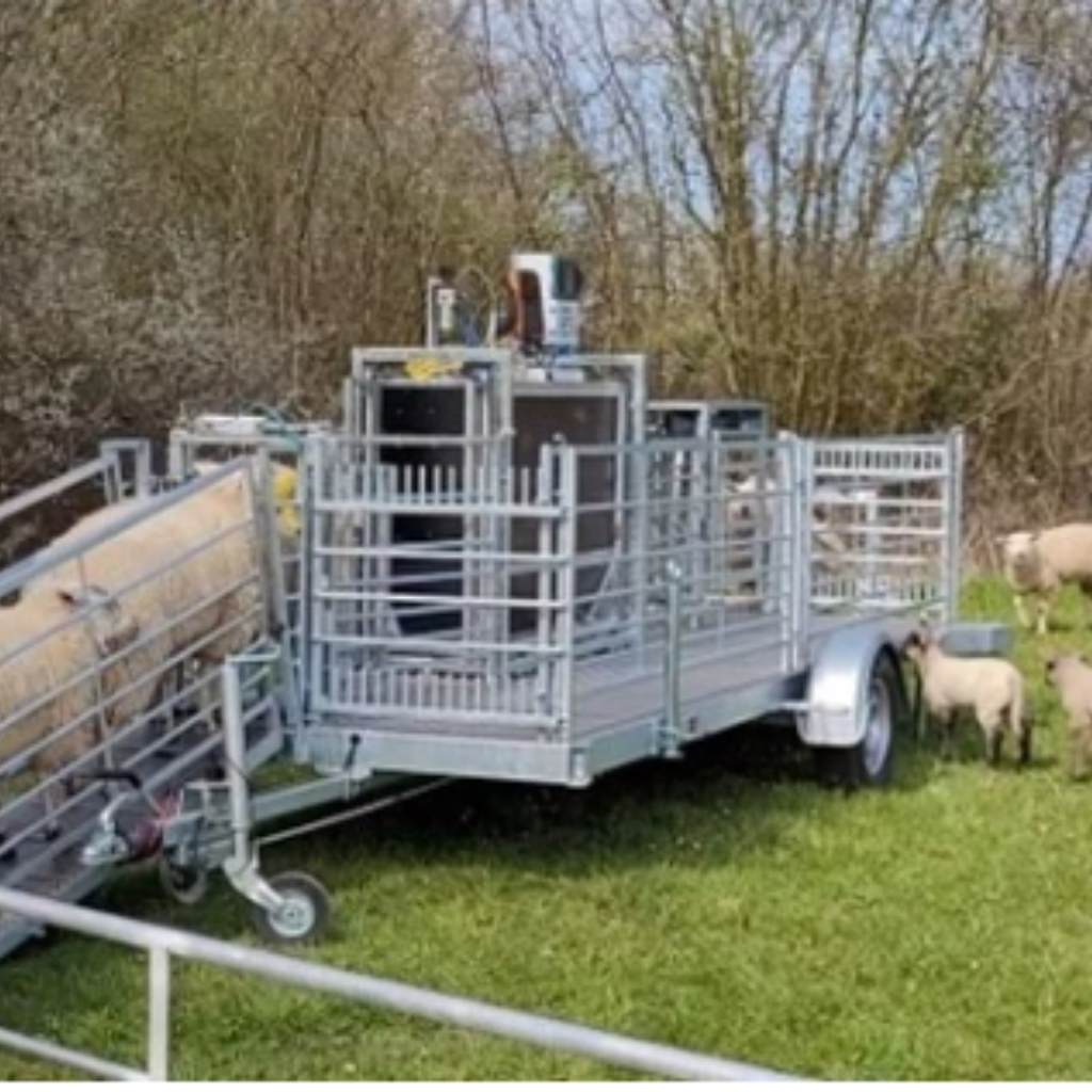 Schafe, die die mobile und digitale Waage des Projektes SmartSheepNet ausprobieren.