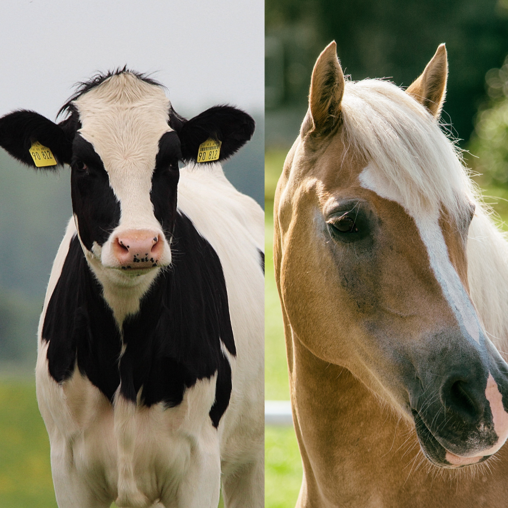 Für Kühe und Pferde wird jeweils empfohlen 100-300g Pflanzenkohle pro Tag dem Futter beizumischen.
