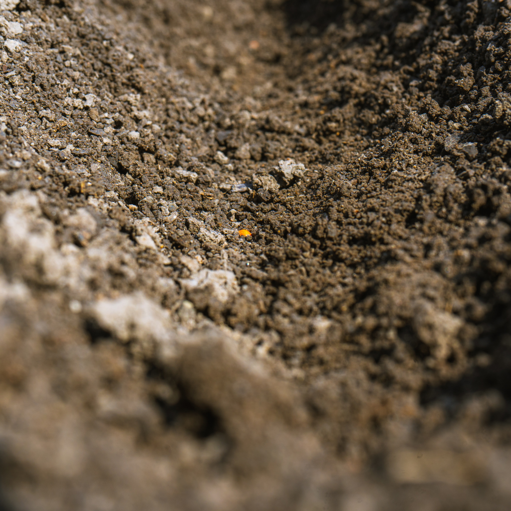 Saatgut wird von dem Farmdroid FD20 automatisch in eine Kuhle in die Erde gedrückt und später mit Erde zugedeckt.