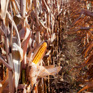 Dürre führt zu Frühernte von Mais