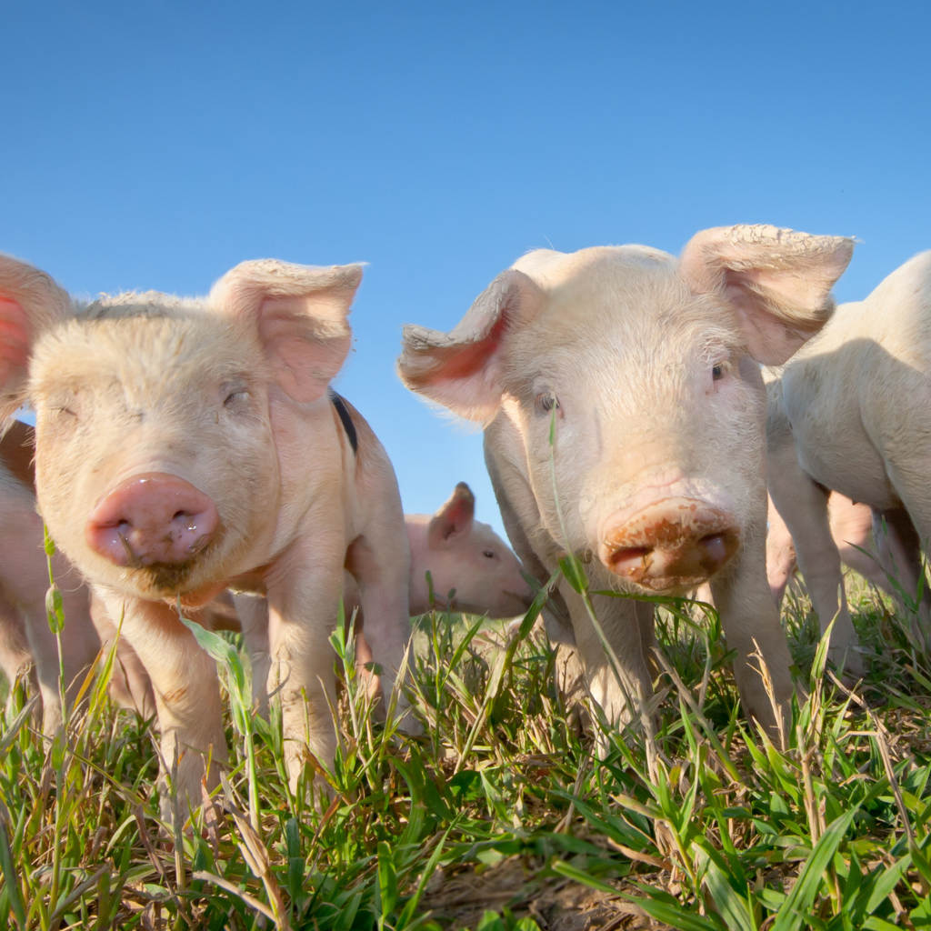 Umstiegsprämie hat den Vorteil der Schaffung einer nachhaltigen Schweinezucht.