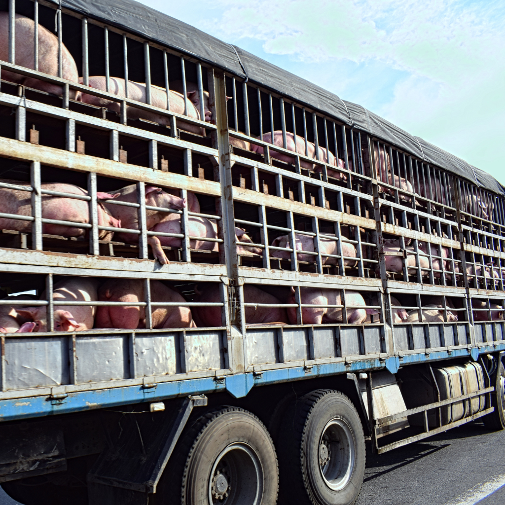 Schweinetransport wird bislang nicht im Gesetzesentwurf berücksichtigt.