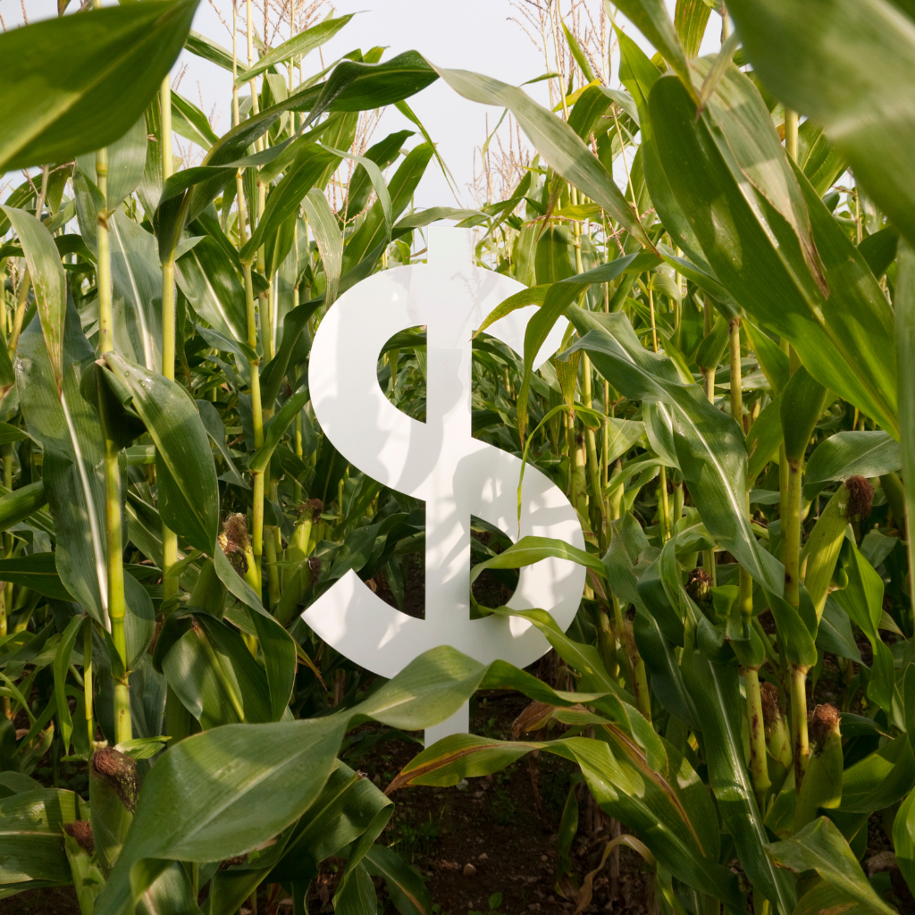 Der freie Fall des Maispreises der letzten Monat steht vielleicht kurz vor seinem Ende.