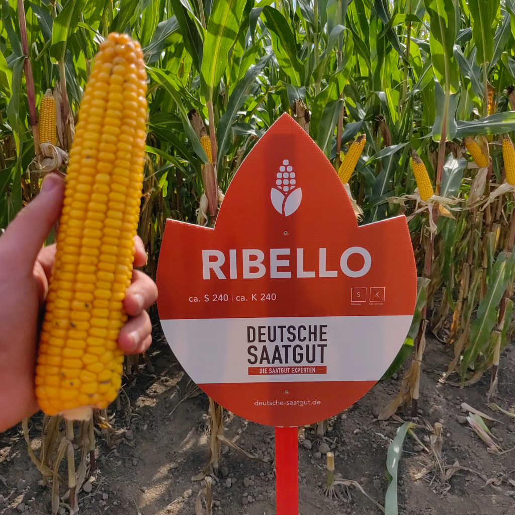 Das Mais-Saatgut Ribello überzeugt mit hoher Umweltstabilität und kann als Doppelnutzungssorte eingesetzt werden.