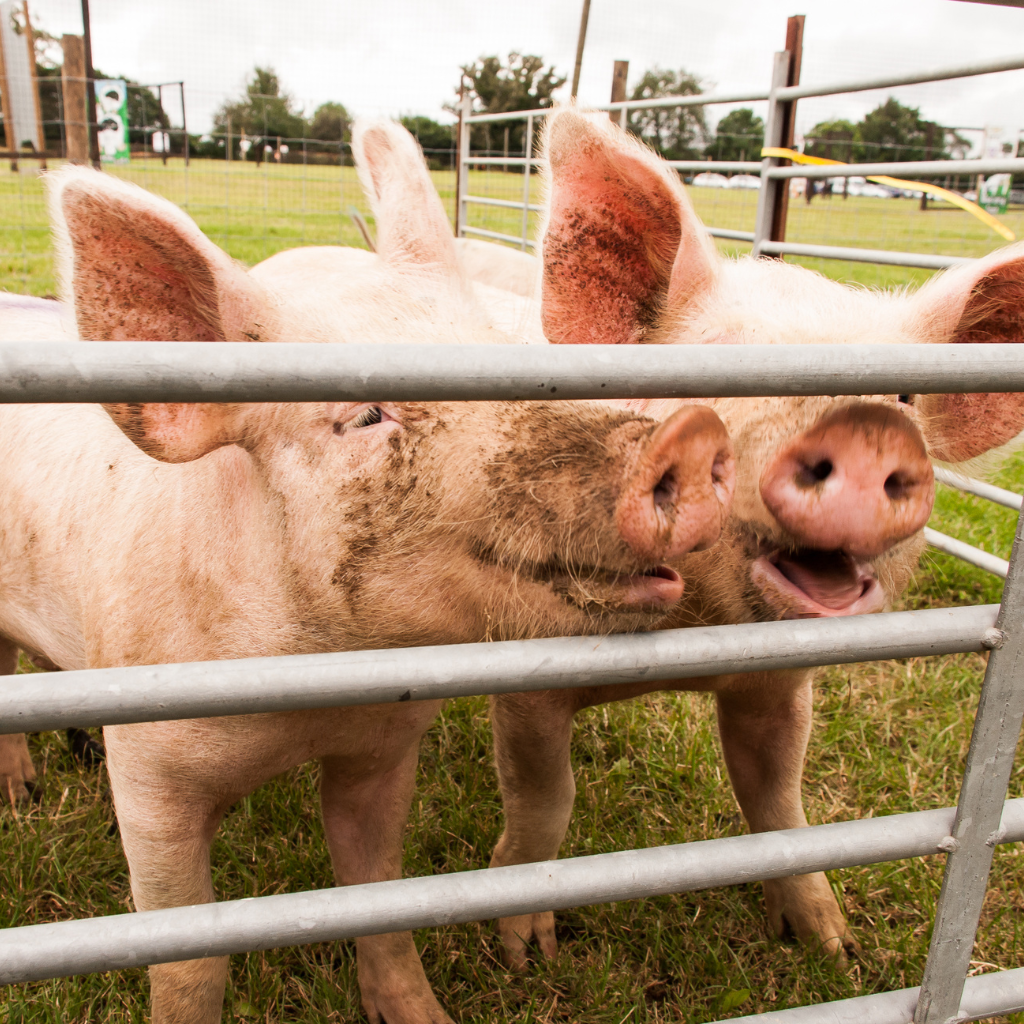 Beispiel für eine nachhaltigere Schweinehaltung mit Zugang zu Auslauf im Freien.