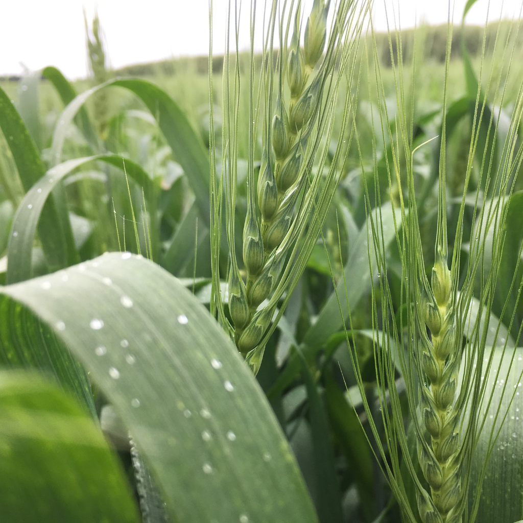 Die prognostizierte Erntemenge an Weizen in Australien wurde aufgrund von überdurchschnittlichem Regenfall  im Oktober deutlich erhöht.