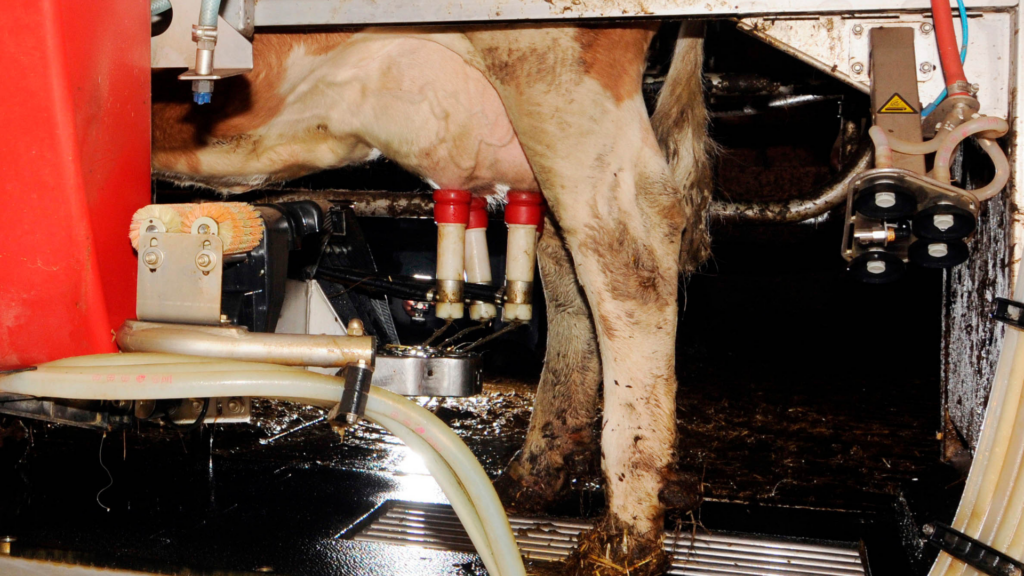 Einsatz von Robotik in der Milchwirtschaft